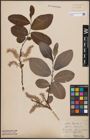 Foto von Salix caprea L.